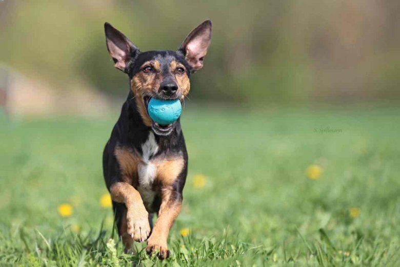 Modernes Cockpit im Hundewohnmobil mit Fahrerbereich und Armaturen