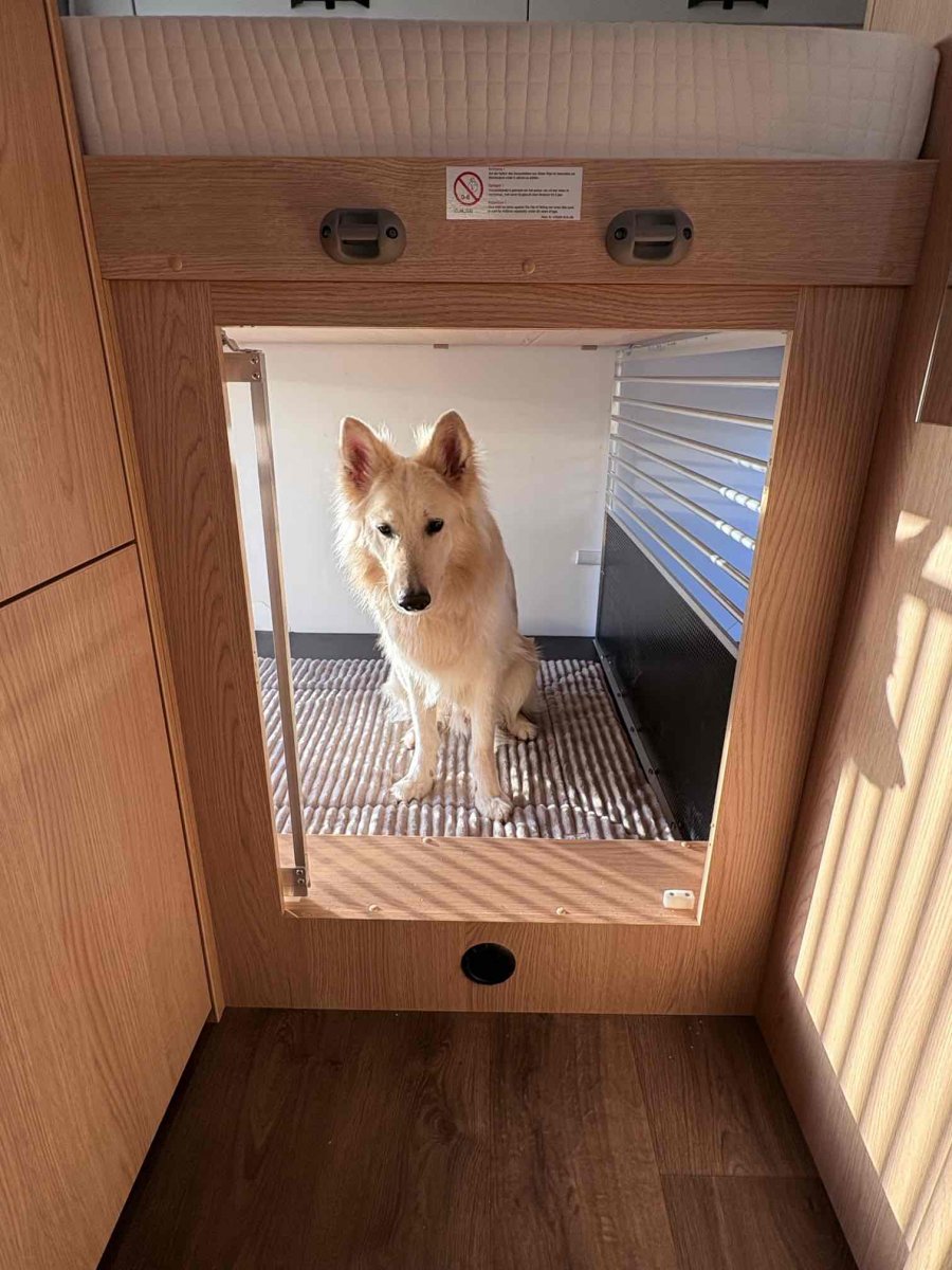 Hund sitzt in sicherer Hundebox im Wohnmobil