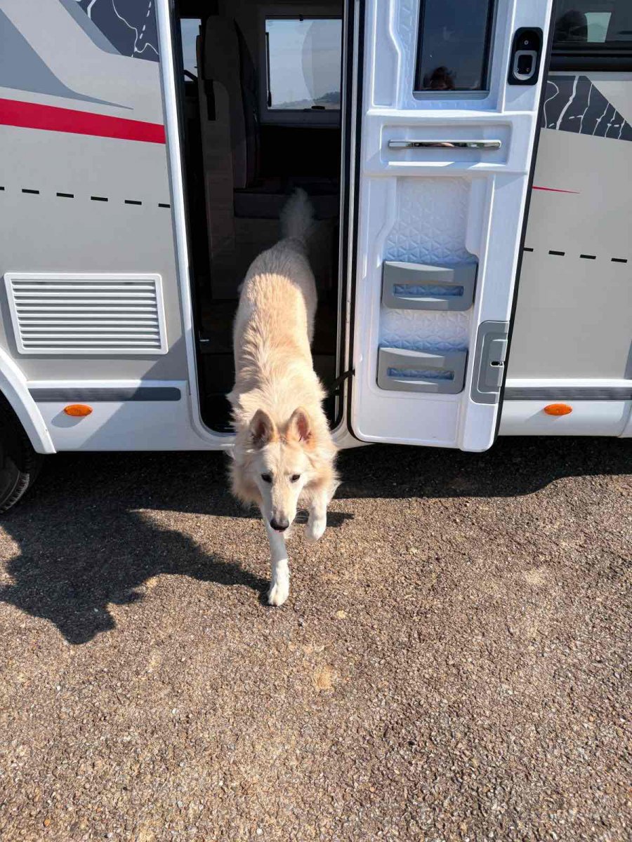 Hund im Wohnmobil