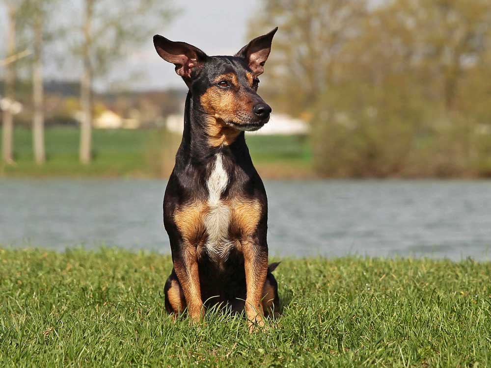 Hund beobachtet gespannt