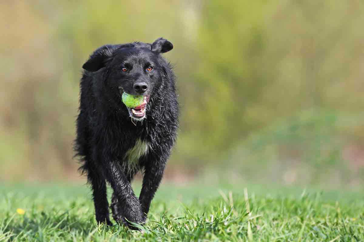 hundrennball hinterher